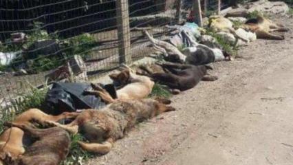 Agrigento, a Sciacca è strage di cani randagi: uccisi 30 animali con polpette avvelenate