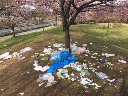 Giappone: fioritura dei ciliegi finita nella spazzatura