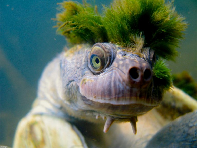 La Tartaruga “punk” con la cresta verde rischia l’estinzione