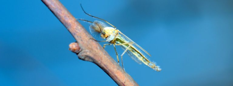 Talassomia: cos’è e come difendersi da questo insetto?