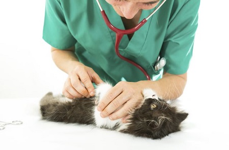 Come curare la congiuntivite nei gatti