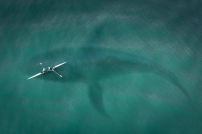 Megalodonte: cos’è, esiste ancora? Grandezza, caratteristiche ed avvistamenti