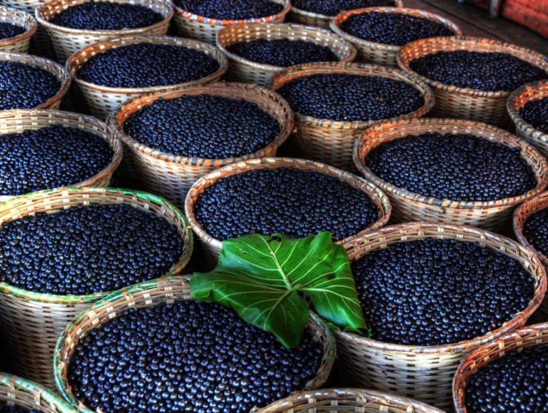 Açai: tutti i vantaggi di questo Super Fruit