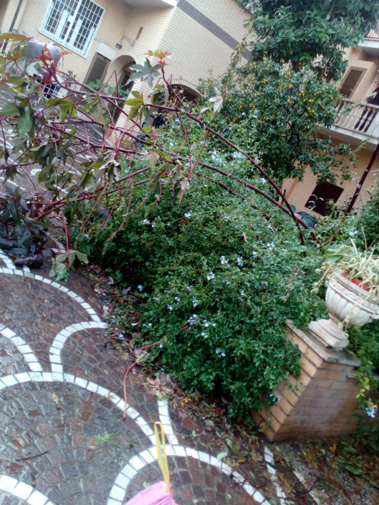Roma, piovono alberi. Tre morti nella Regione Lazio