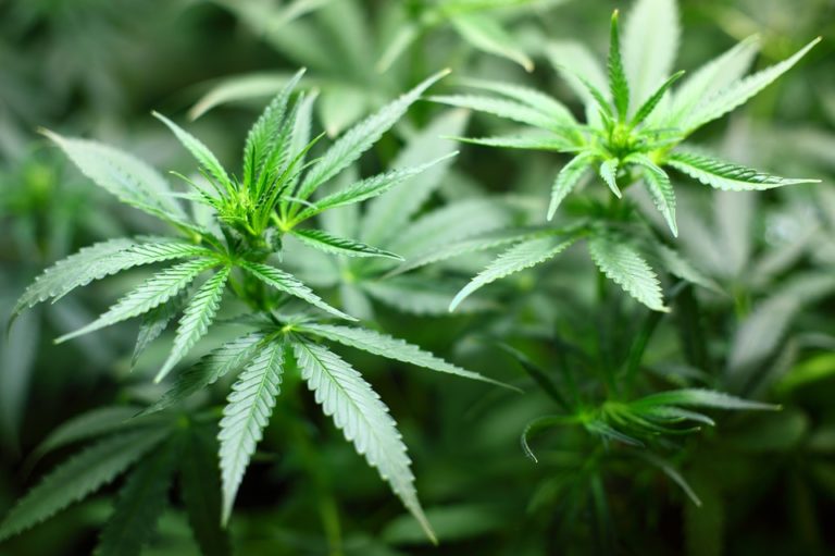 La Cannabis allevia i sintomi nella malattia di Crohn: tutte le novità scientifiche