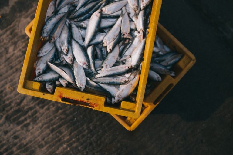 Marsala: maxi sequestro di pesce per i venditori abusivi