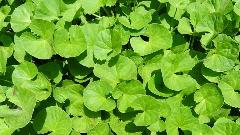 Tutto sulla centella asiatica: proprietà, costituenti e usi
