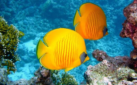 Ecco quale organo consente ai pesci di sostare a mezz’acqua!