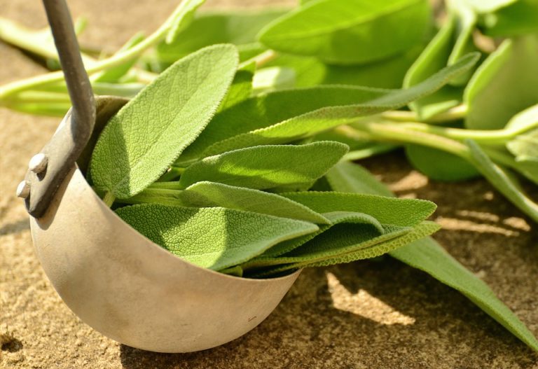 Salvia: proprietà e benefici dell’erba officinale