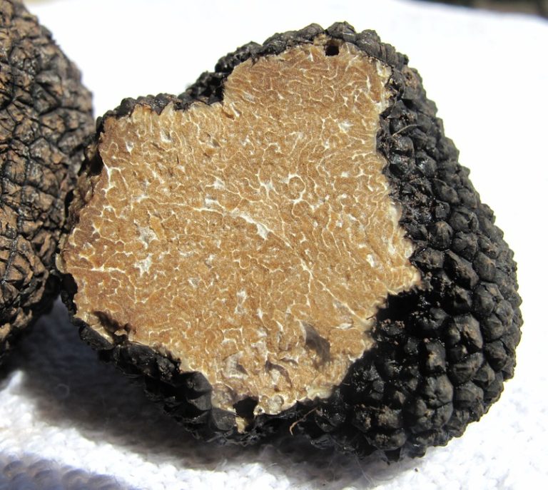 Il tartufo: perché il rilancio del turismo riparte da qui