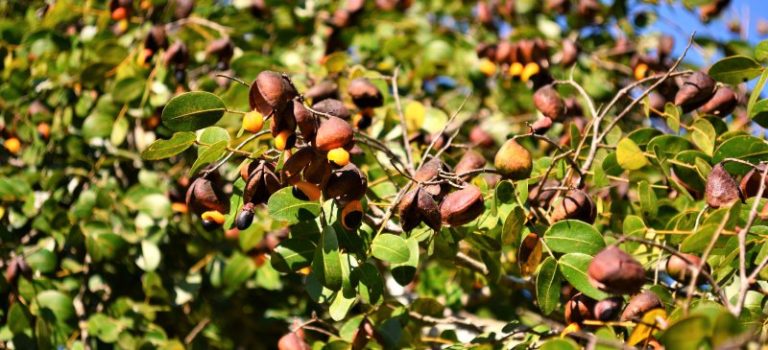 Olio di Copaiba: un potente antinfiammatorio, antisettico ed espettorante