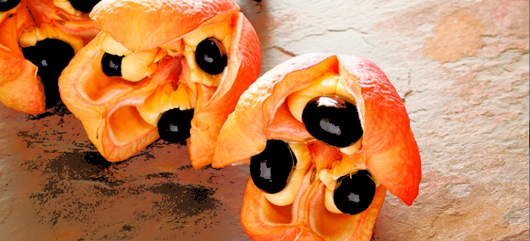 Ackee: un alleato per il cuore e per l’intestino o un frutto velenoso?