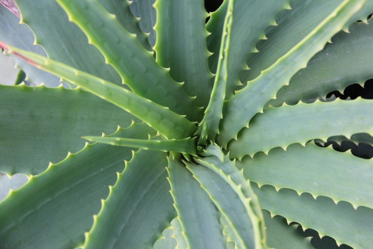 Aloe vera: un rimedio naturale benefico per la cute e i capelli