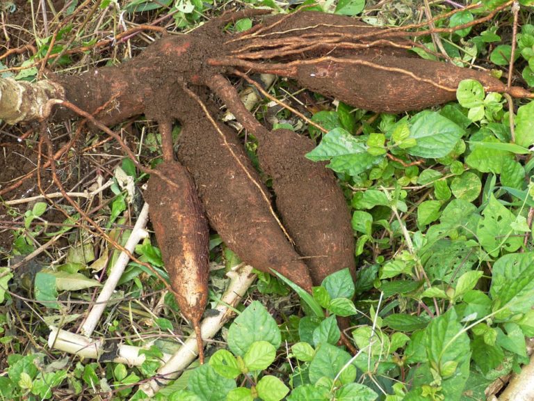Manioche: che pianta è, ricette per cucinarla al forno e fritta
