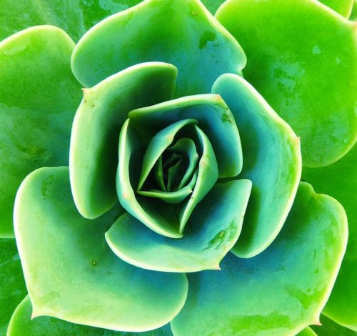 Sempervivum fi: il significato diviso tra il verbo latino e la pianta