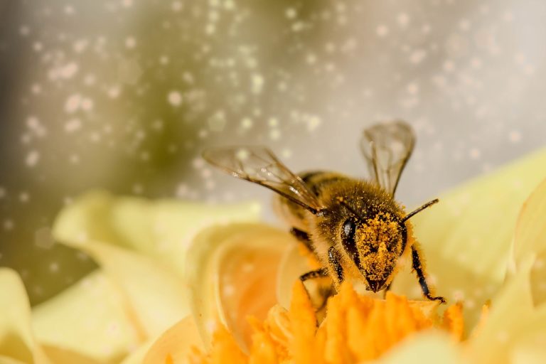Veleno d’ape: ecco l’utilizzo nelle creme antirughe