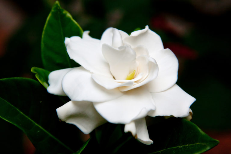 Gardenia: quali sono i benefici essenziali?