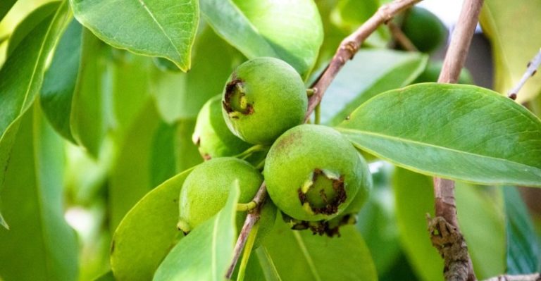 Foglie di Guava: quali sono i benefici per la tua salute?