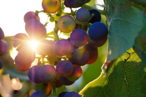 Vino: il tour da non perdere delle cantine di Langhe e Roero tra Barolo, Nebbiolo, Ruche e Barbera
