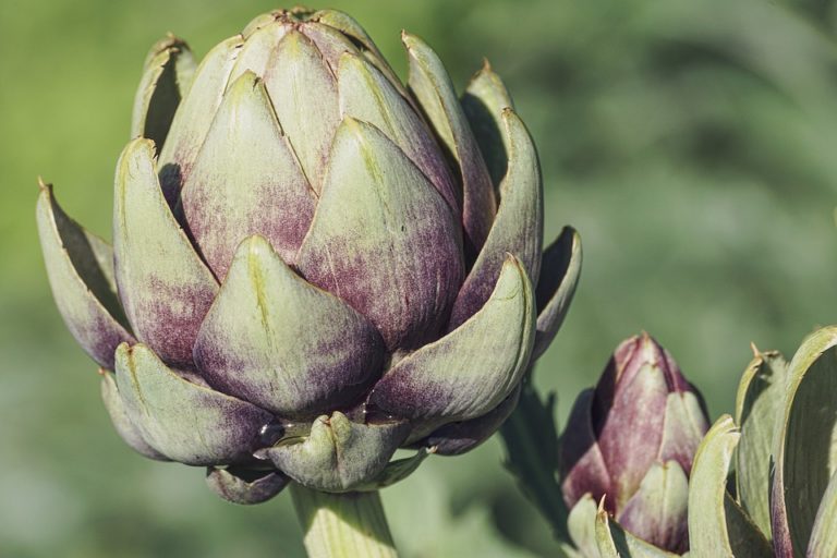 Carciofi: quali sono i benefici per la salute dell’organismo?