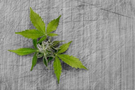 Il Ministro della Salute e Di Maio sostengono la Cannabis Legale contro Salvini