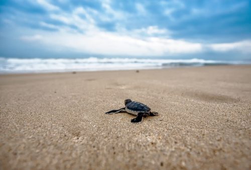 WWF Sicilia Occidentale: allarme tartarughe marine