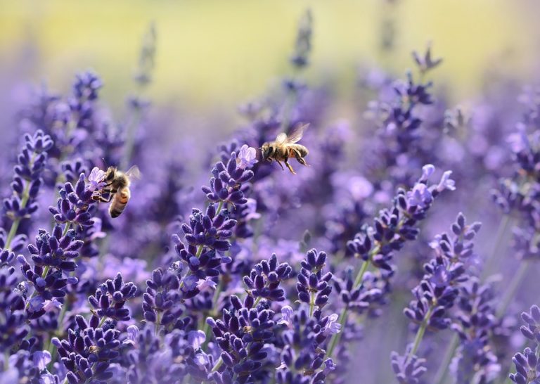 lavanda benefici