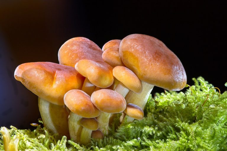 Benefici nutrizionali dei funghi: aiutano a prevenire il cancro?