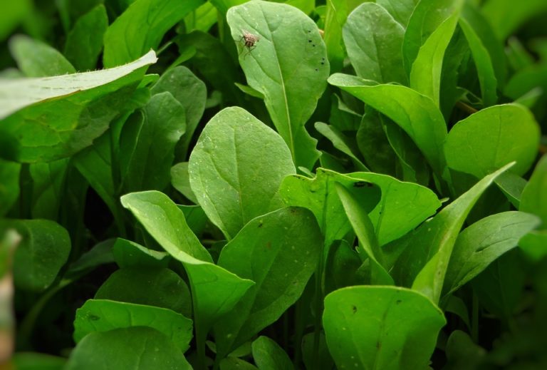 Rucola: quali sono i benefici per la salute umana?