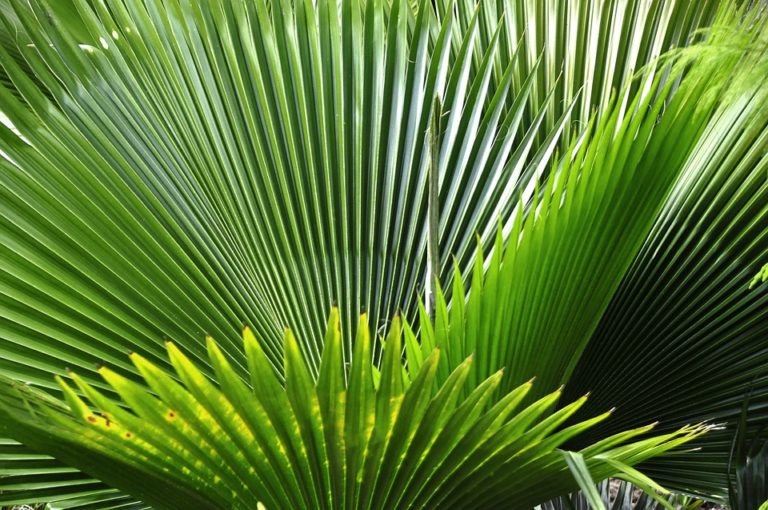 Olio di palmisto: Benefici e controindicazioni