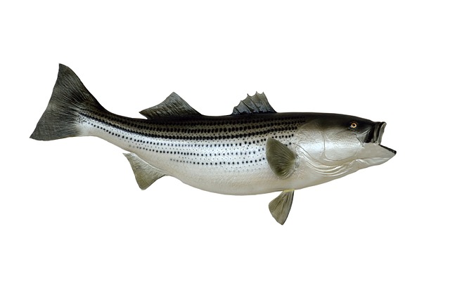 Branzino all’acqua pazza: ecco la ricetta ed alcuni consigli