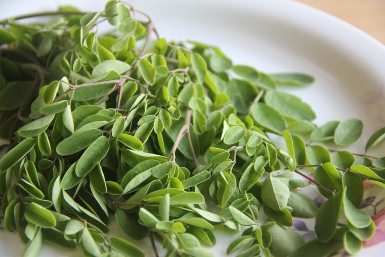 Moringa: benefici per l’equilibrio ormonale, digestione e umore