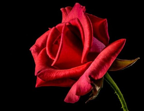 Rose in vaso: cura e protezione dai parassiti