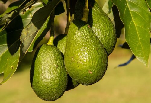 Avocado: come far crescere la piantina in casa propria