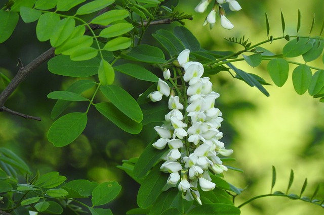 Fiore da stornelli e da tisane: ecco cosa c’è da sapere sull’acacia e i suoi effetti benefici