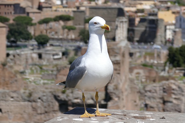Mostra sulla biodiversità: ecco cosa prevede e dove si tiene