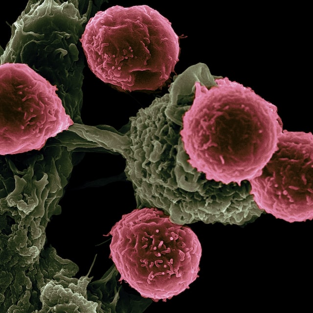 Il virus dell’herpes può aiutare davvero contro il cancro? E come?