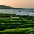 Alghe verdi filamentose: come si formano? E come eliminarle?