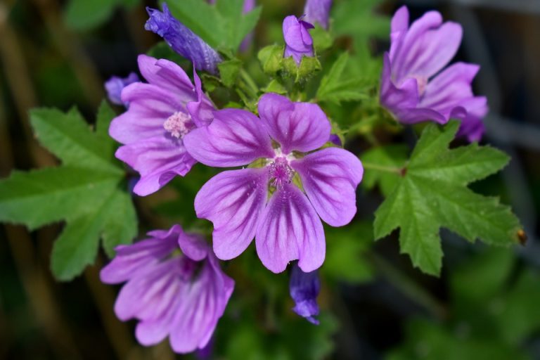 Pianta affine alla malva: caratteristiche e cura dell’ibisco