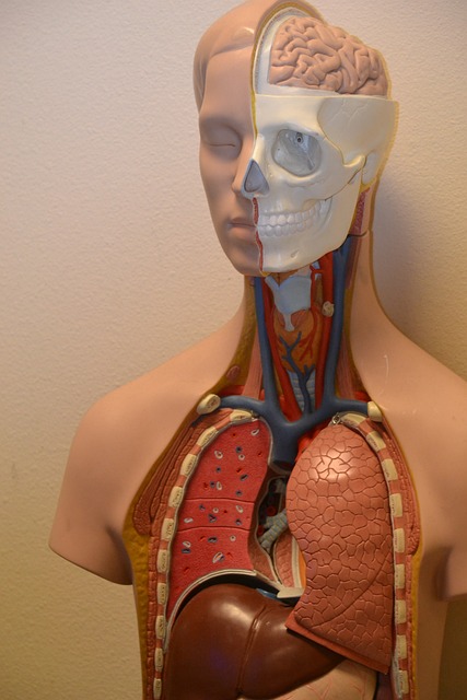 Un tratto dell’intestino: ileo e duodeno, funzioni e disturbi più comuni