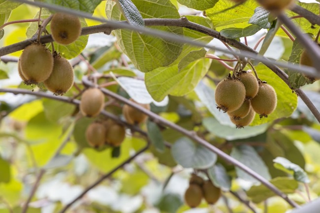 Il kiwi italiano e la sfida della moria: la tecnologia sensoristica per proteggere le coltivazioni si chiama PLANTVOICE